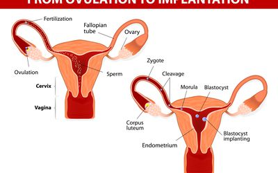 图示女性生殖系统，包括黄体