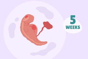 华体会体育官方人口每周怀孕:第5周