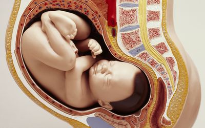 妊娠的解剖模型华体会体育官方人口