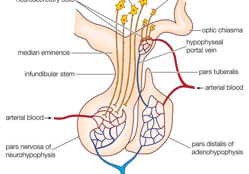 哺乳动物的脑垂体，显示前叶(腺垂体)和后叶