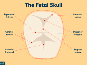 婴儿头部的囟门图。