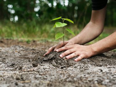 Small plant in the ground with two hands around it. The ground is wet and the background is out-of-focus greenery.