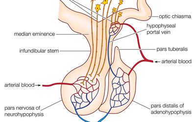 哺乳动物的脑垂体，显示前叶(腺垂体)和后叶