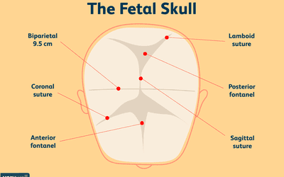 A diagram of the fontanelles of a baby's head.