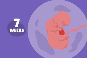 华体会体育官方人口怀孕周:第7周