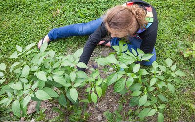 教你的孩子如何种植花园。