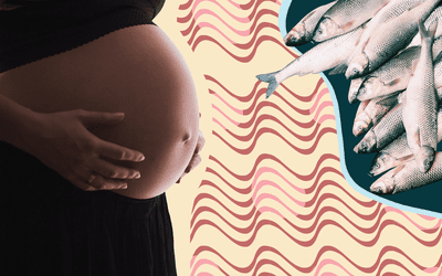 怀孕的肚子和金枪鱼的图片插图