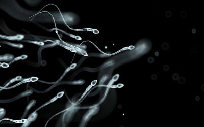 在精子里，精子的精子和精子不一样，而不是在精子里的精子