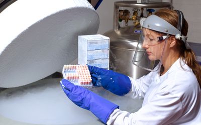 Scientist removing human cells from liquid nitrogen storage