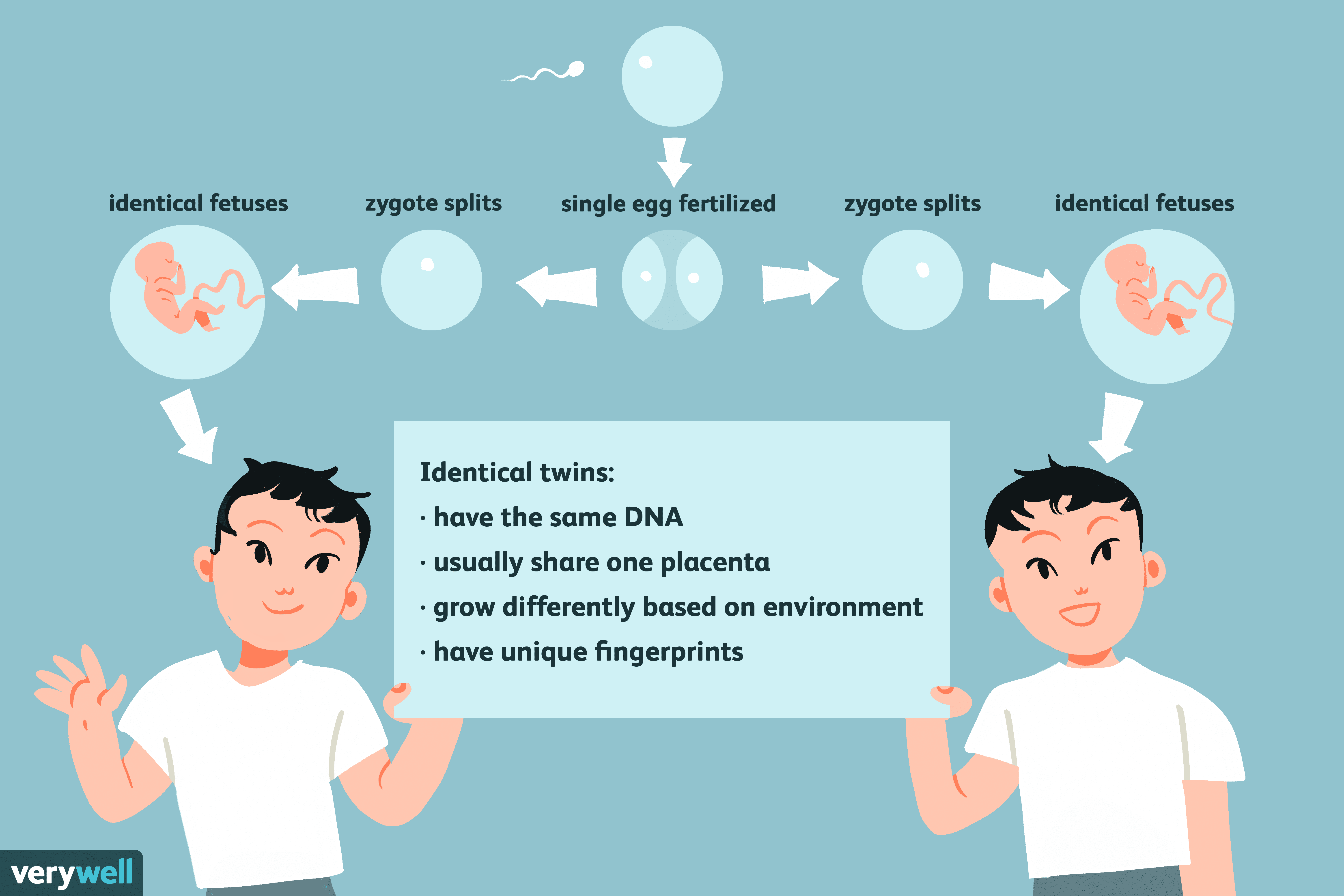 同卵双胞胎是如何形成的