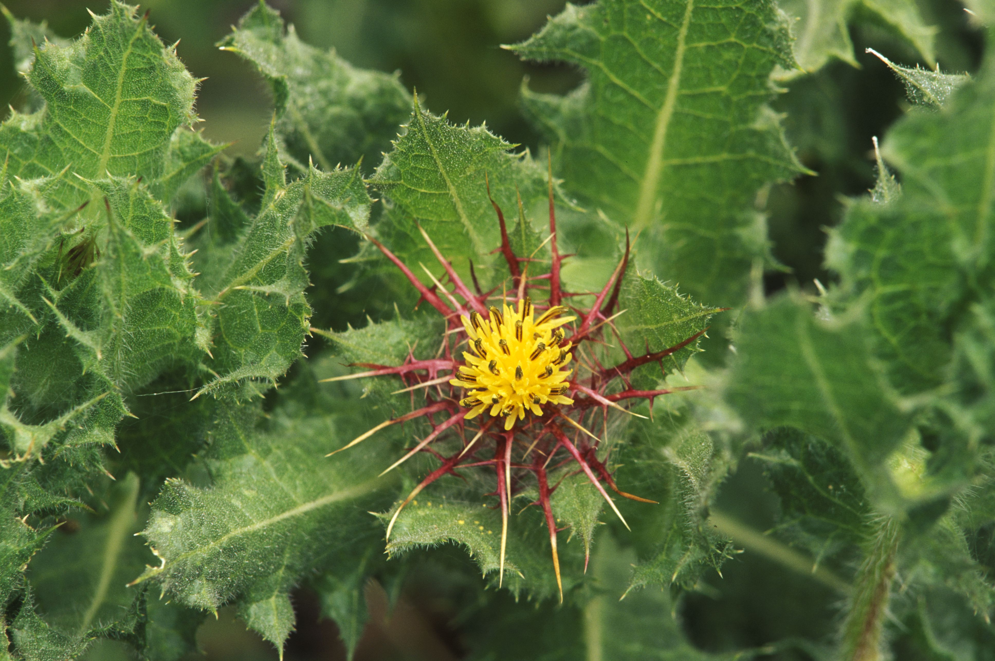 有福的蓟(Cnicus benedictus)