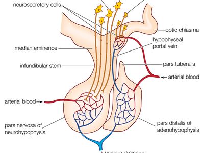 The mammalian pituitary gland, showing the anterior lobe (adenohypophysis) and posterior lobe