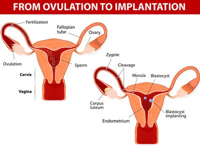 Illustration of the female repructive system, including the corpus luteum