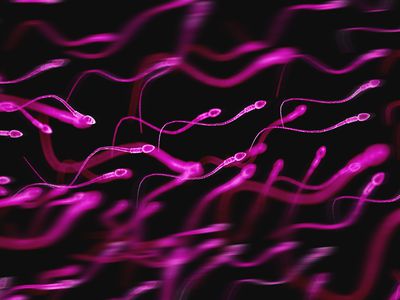 illustration of pink human sperm against black background