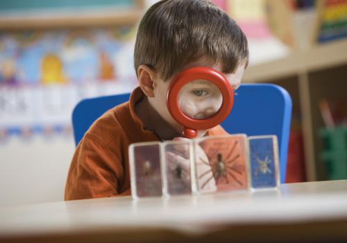 Caucasian boy looking a spider in classroom with magnifying glass