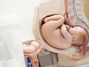 Anatomical model of pregnancy