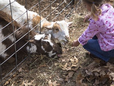 Young girl feeding goats underneath fence